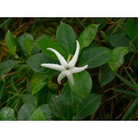 el-yunque-highland-puerto-rico-2013-007