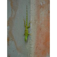 el-yunque-highland-puerto-rico-2013-009