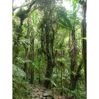 el-yunque-highland-puerto-rico-2013-013