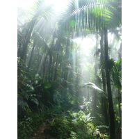 el-yunque-highland-puerto-rico-2013-014