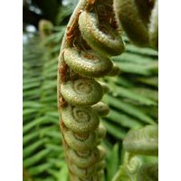 el-yunque-highland-puerto-rico-2013-024