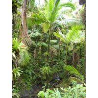 el-yunque-highland-puerto-rico-2013-025