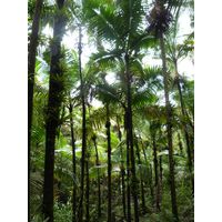 el-yunque-highland-puerto-rico-2013-026
