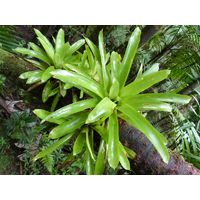 el-yunque-highland-puerto-rico-2013-027