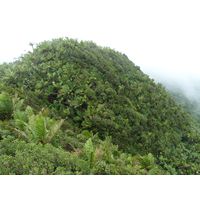 el-yunque-highland-puerto-rico-2013-028