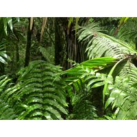 el-yunque-highland-puerto-rico-2013-030