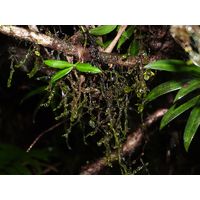 el-yunque-highland-puerto-rico-2013-032