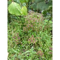 el-yunque-highland-puerto-rico-2013-038