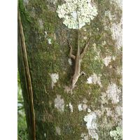 el-yunque-highland-puerto-rico-2013-042