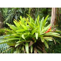 el-yunque-highland-puerto-rico-2013-043