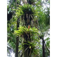 el-yunque-highland-puerto-rico-2013-044