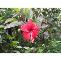 el-yunque-highland-puerto-rico-2013-046