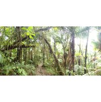 el-yunque-highland-puerto-rico-2013-047