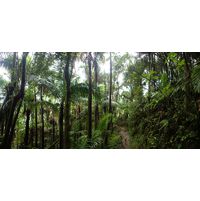 el-yunque-highland-puerto-rico-2013-048