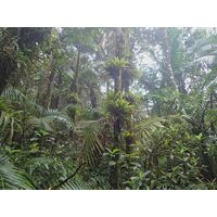 el-yunque-highland-puerto-rico-2013-049