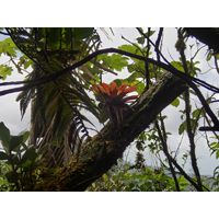 el-yunque-highland-puerto-rico-2013-052