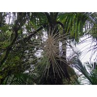 el-yunque-highland-puerto-rico-2013-053
