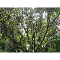 el-yunque-highland-puerto-rico-2013-054