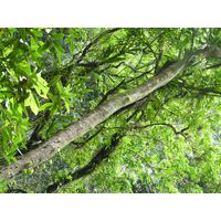 parque-de-las-cavernas-de-rio-camuy-puerto-rico-2013-014