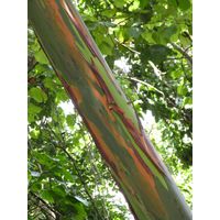 parque-de-las-cavernas-de-rio-camuy-puerto-rico-2013-015
