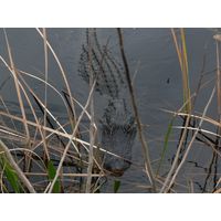 florida-2013-011