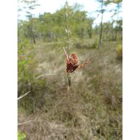 florida-2013-070