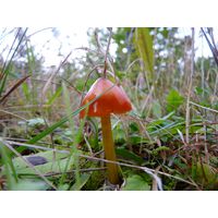 specka2013_008