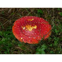 specka2013_037
