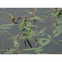 specka2013_043