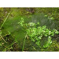 specka2013_057