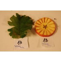chantransia_2014_012