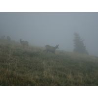 Kamzíci v mlze II.
