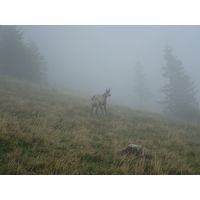 Kamzíci v mlze I.