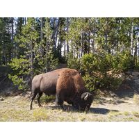 yellowstone_2019_20