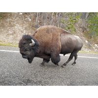 yellowstone_2019_9