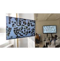 Microcystis