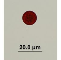 Chlamydomonas nivalis