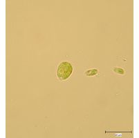 Chlamydomonas