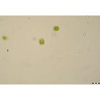 Chlamydomonas