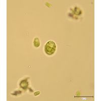 Chlamydomonas