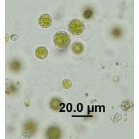 Chlamydomonas