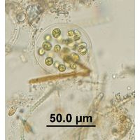 Chlamydomonas sp.