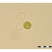 Chlamydomonas sp.