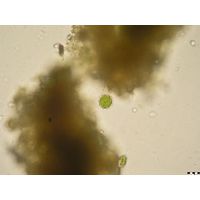 Chlamydomonas sp.