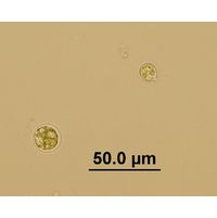 Chlamydomonas sp.
