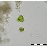 Chlamydomonas sp.