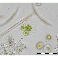Chlamydomonas sp.