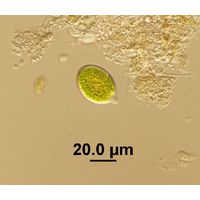 Chlamydomonas sp.