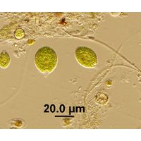 Chlamydomonas sp. 