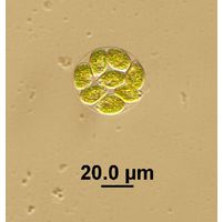 Chlamydomonas sp.